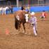 Tennessee Paint Horse Fall Colors